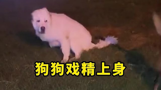 狗狗戏精上身，看着就想笑