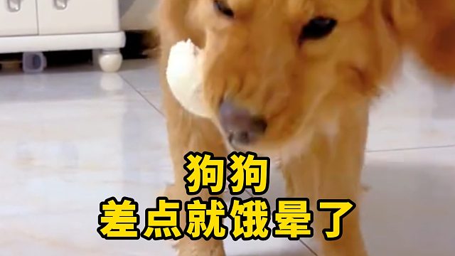 狗狗差点就饿晕了，幸好有吃的