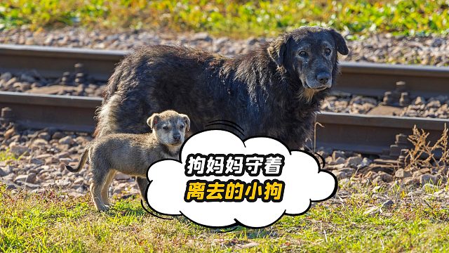 自己的小孩被轧死，狗妈妈心里在想什么呢？