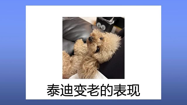 当泰迪出现这些表现，说明它真的老了