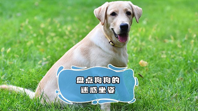 狗狗们那些奇奇怪怪的坐姿，真是笑发财了