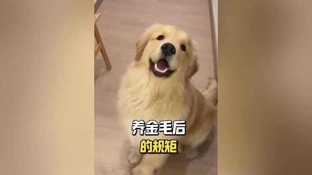 养金毛久了，家里都会出现这些规矩！