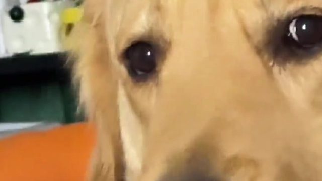 凶一个～阿呜～