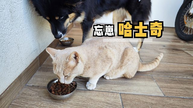 好消息是狗狗母爱泛滥，坏消息是爱错了