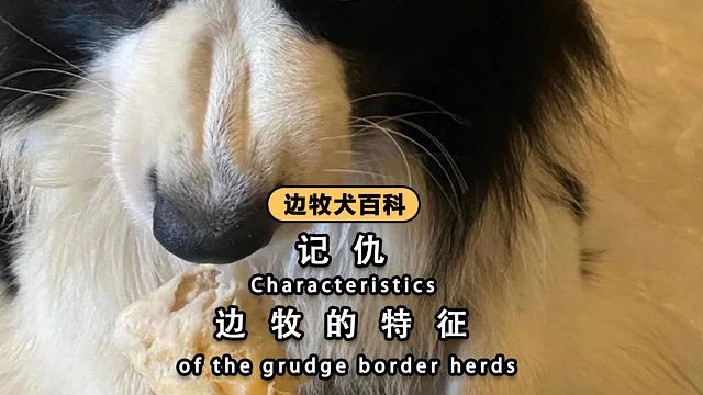 边牧的心眼子有多小？堪比针尖！