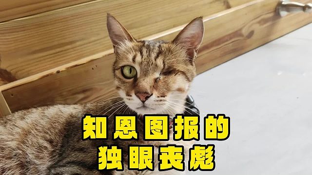 猫：女人，以后你可以叫我咪咪
