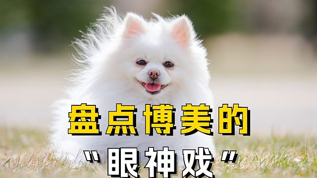 博美的“眼神戏”，很多人都不懂！