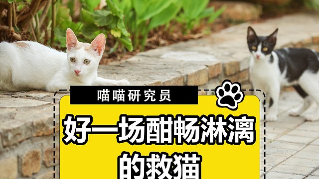 没有对高度的恐惧，全是对猫咪的渴望