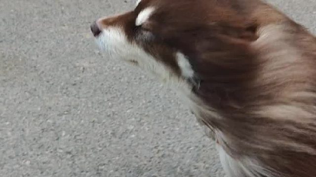 都快要被吹成海豹了，还不想回家呢