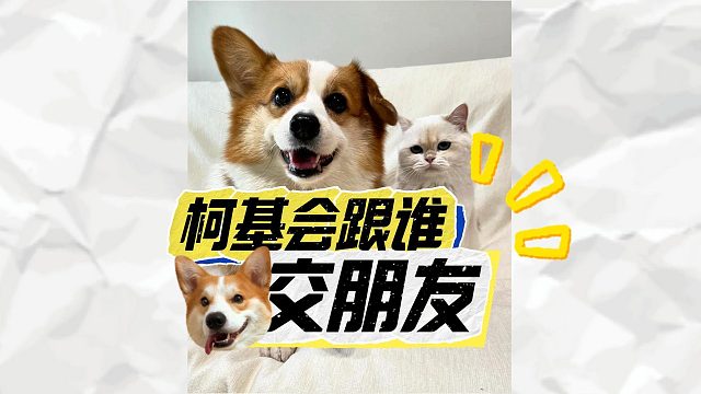 柯基交朋友，打破物种壁垒