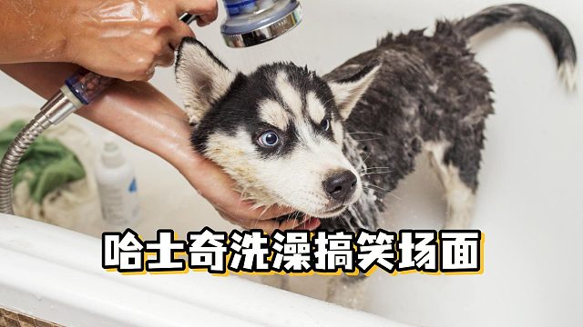 二哈爆笑洗澡时刻，看一遍笑一遍