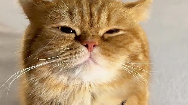 金箍戴上之后你再也不是个凡喵！