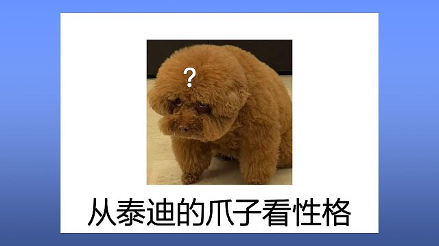 原来泰迪的肉垫形状，暗藏性格玄机！