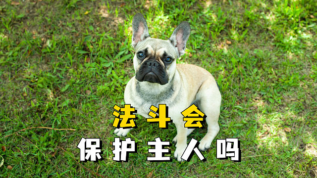 法斗会保护主人吗？当然会了！
