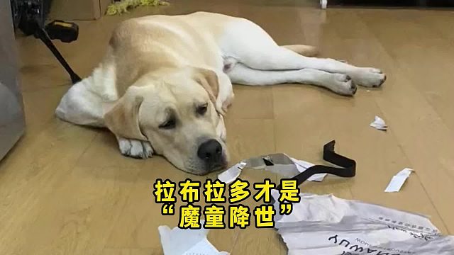 拉布拉多睡不惯“精装修” 就喜欢水泥地