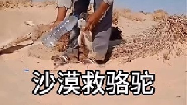 在沙漠救助脱水的骆驼