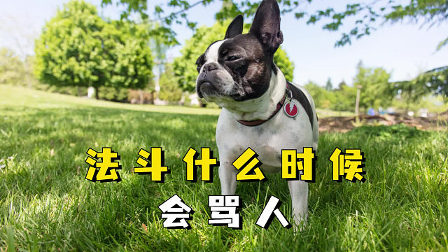 法斗什么时候会骂人呢？它都快气炸啦！