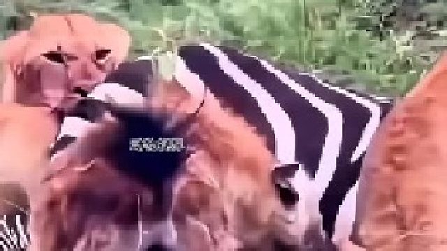 鬣狗看到狮子捕猎，立刻靠近查看，一点也不怕