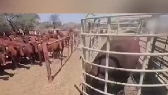 头种公牛进入满是奶牛的农场