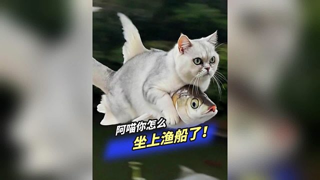 阿喵你怎么坐鱼船飞走了