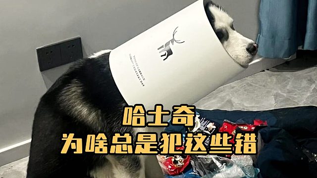 哈士奇为啥总是犯这些错？是因为脸皮厚吗？
