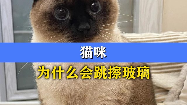 猫咪居然在跳擦玻璃，它这是怎么了？