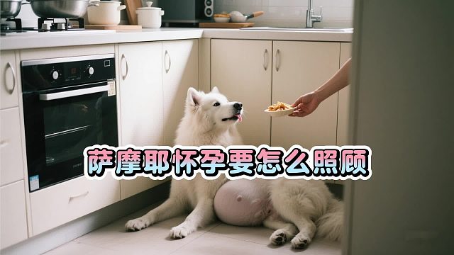 萨摩耶怀了孕之后，要留意的事情不少