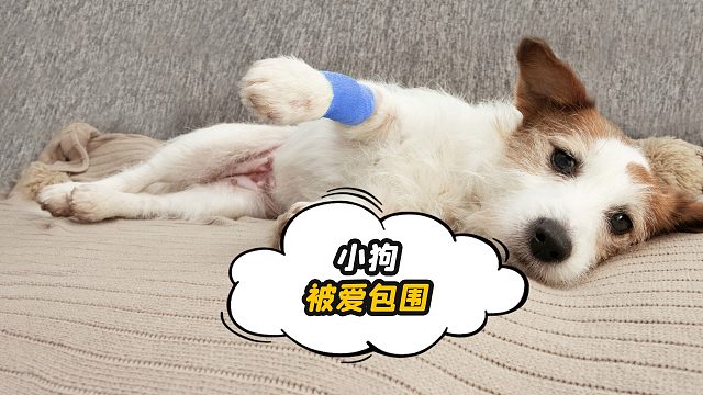 小狗生病了，但有家人在，就不可怕