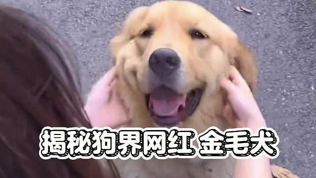 金毛居然如此双标，你可千万别被它骗了