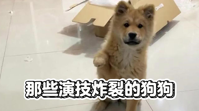 狗狗演技大赏，这些戏精简直无敌了