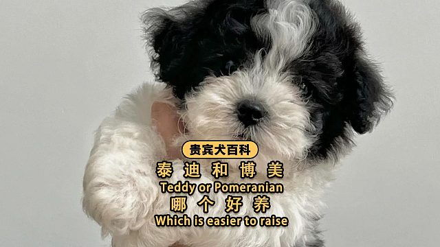 泰迪和博美哪个更适合家养？你pick谁？