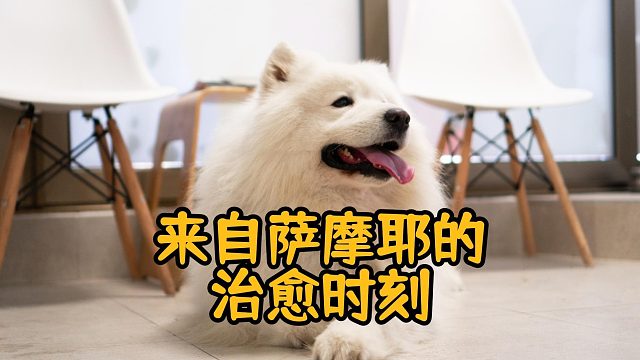 萨摩耶的治愈瞬间，看完心都化了！