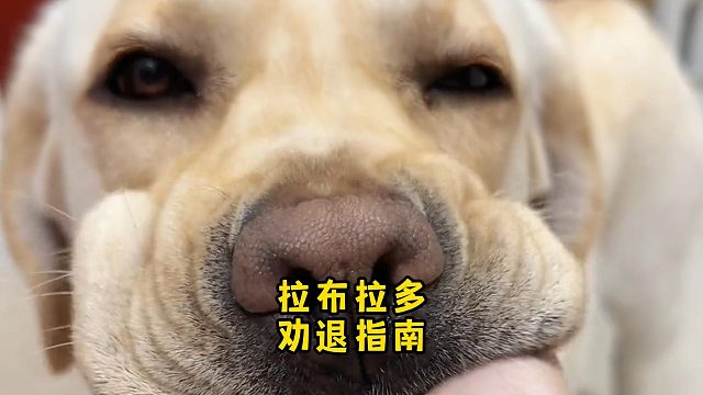 怎么没人告诉我，拉布拉多有这些缺点啊！