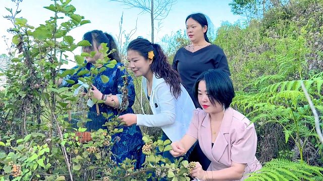 老婆不在身边，带女粉丝上山摘黄泡，看着都流口水了！