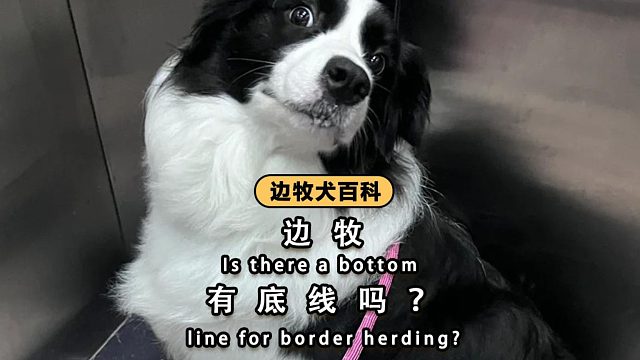 边牧的禁忌清单！这些红线千万别踩