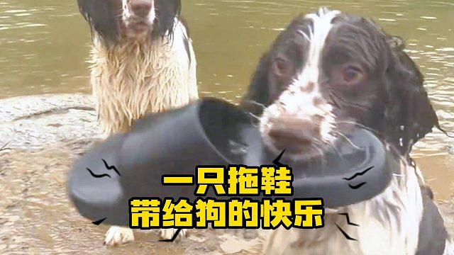 狗：我帮你捡回来，不是让你穿的！