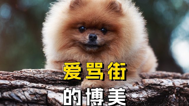 全网最爱骂街的博美，太好笑了