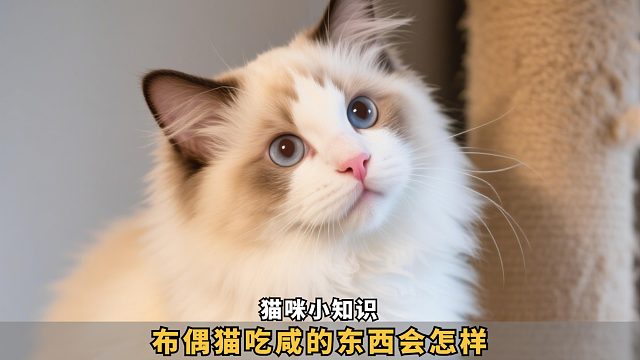 布偶猫吃咸食竟会这样，看完不敢乱喂了