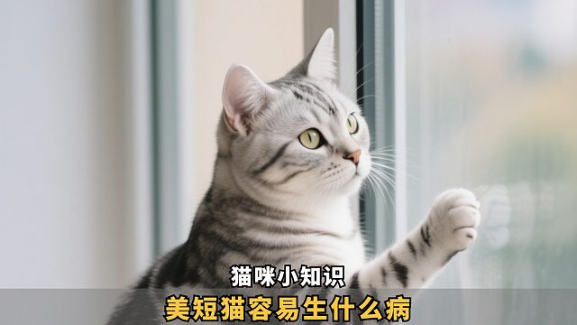 美短猫最容易得的病，别等中招才后悔