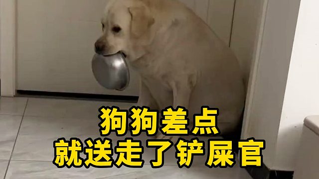 狗狗干了什么事？差点就送走了铲屎官