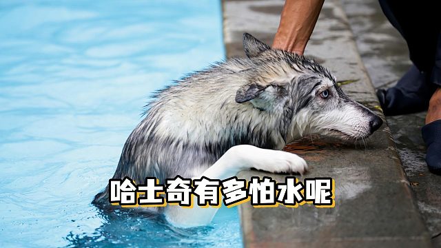 拆家王者哈士奇，游泳界的“青铜选手”！