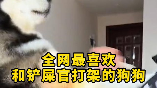 一只喜欢和铲屎官打架的狗狗，脾气可不小