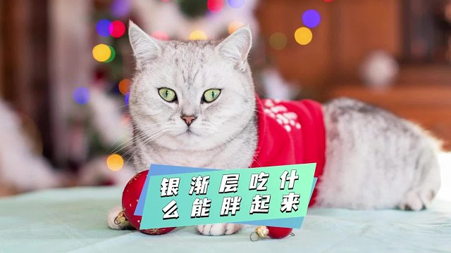 想让银渐层长胖，这些食物必选