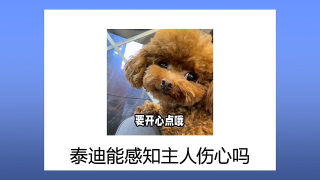 泰迪能感知主人伤心吗？它真的很有灵性