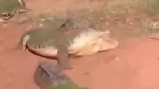 二舅小手进了肚，老铁都说你好酷。