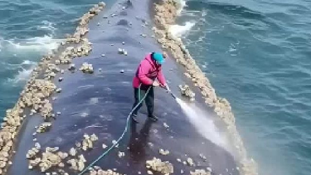高压水枪清除鲸鱼背上的藤壶