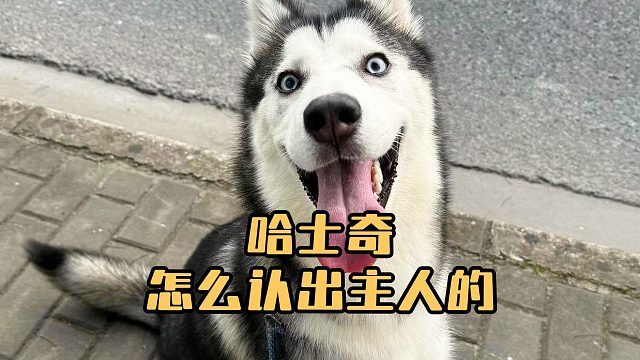 哈士奇是怎么认出主人的？全靠它这些武器！
