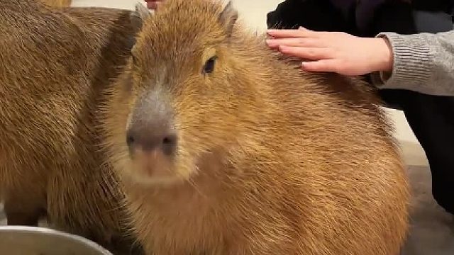 炸毛的卡皮巴拉还能摸吗