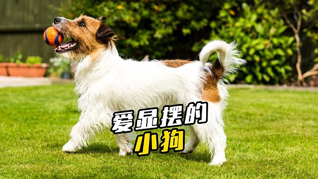 狗：让我秀一下