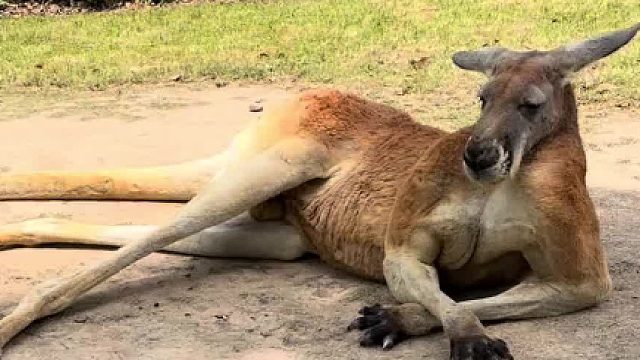 刚哥：朋友你礼貌吗..？